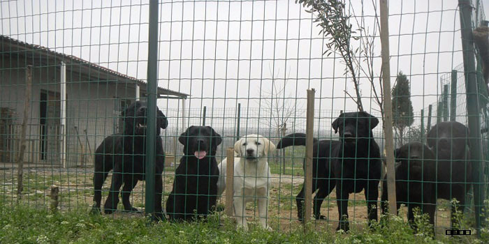 荷蘭網(wǎng)養(yǎng)殖網(wǎng)養(yǎng)雞網(wǎng)波浪形圍欄網(wǎng)浸塑荷蘭網(wǎng)